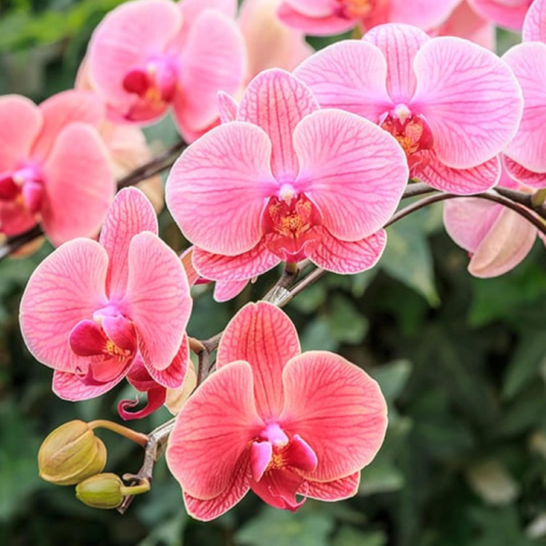 Organic Mixed Phalaenopsis Orchid Flower Seeds for Planting – Heirloom, Non-GMO