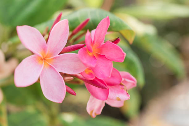 Lyserøde Frangipani blomsterfrø til plantning - 100 stk