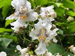 Catalpa blomsterfrø til plantning, 100 stk