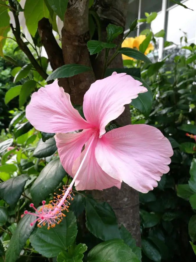 Heirloom Non-GMO Pale Pink Hibiscus Flower Seeds – Soft Tropical Blooms for Garden Planting