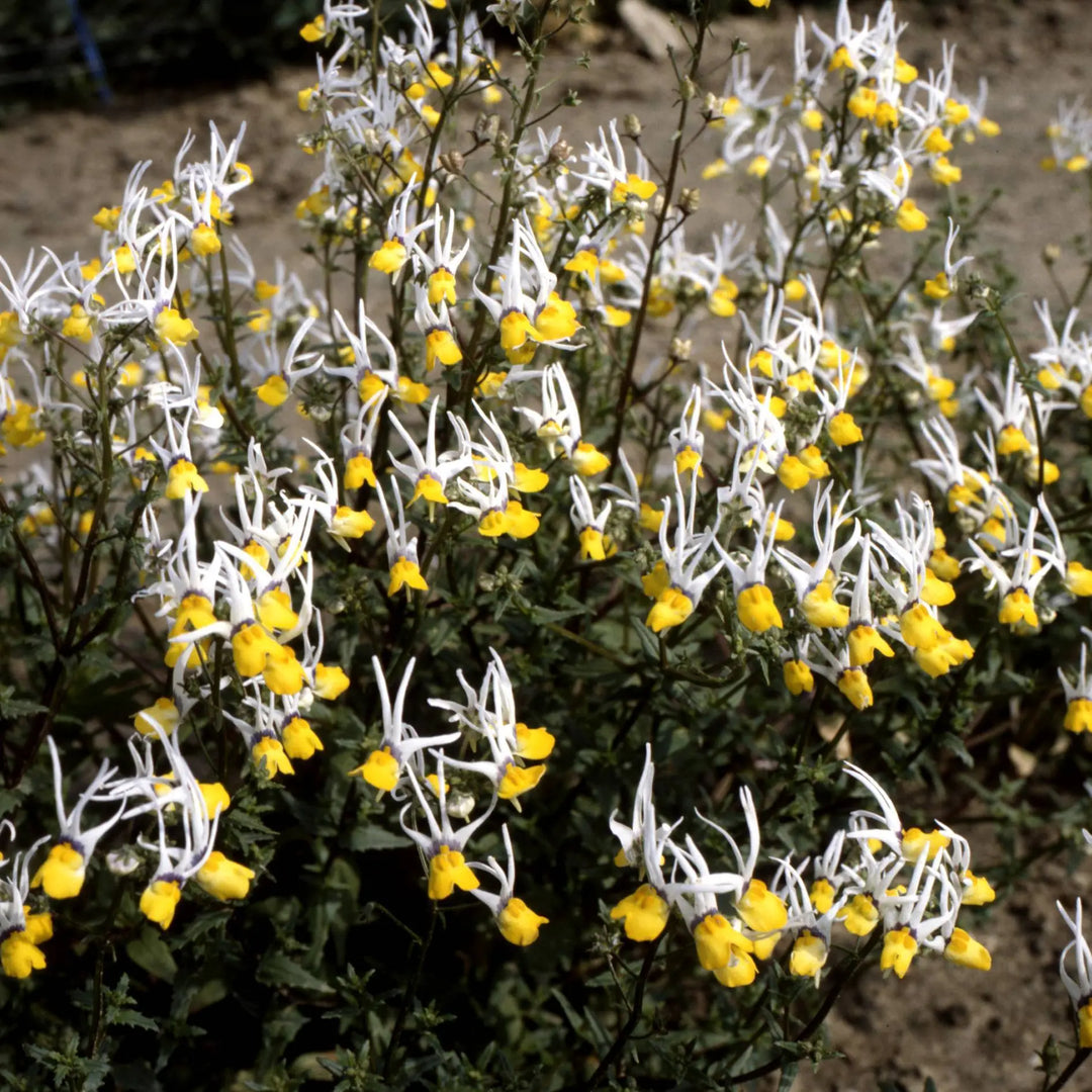 Heirloom Non-GMO Mixed Nemesia Masquerade Flower Seeds for Colorful Garden Display Planting