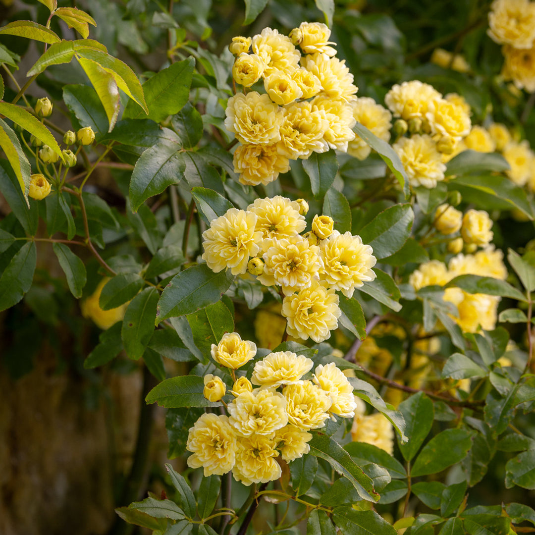 Rosa Banksiae Blomsterfrø til udplantning 100 stk