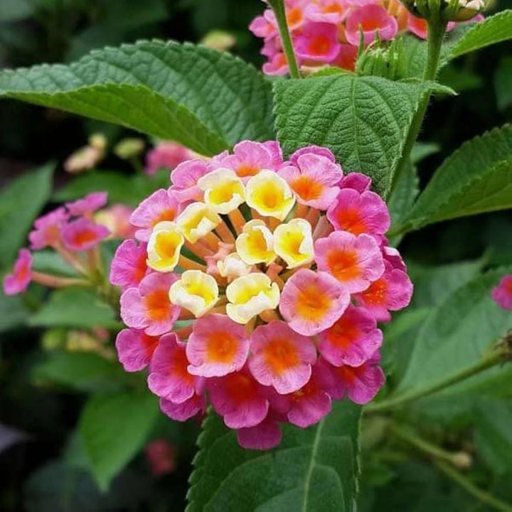 Lantana Camara Flower Seeds – Heirloom Non-GMO Butterfly-Attracting Blooms for Garden Planting