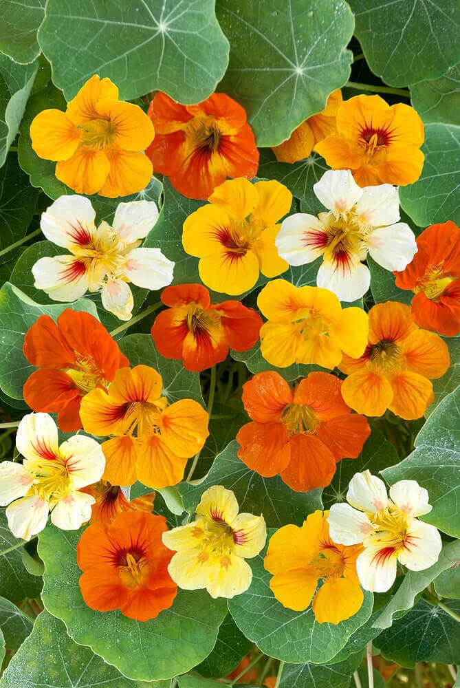 Bland Nasturtium blomsterfrø til plantning - 100 stk