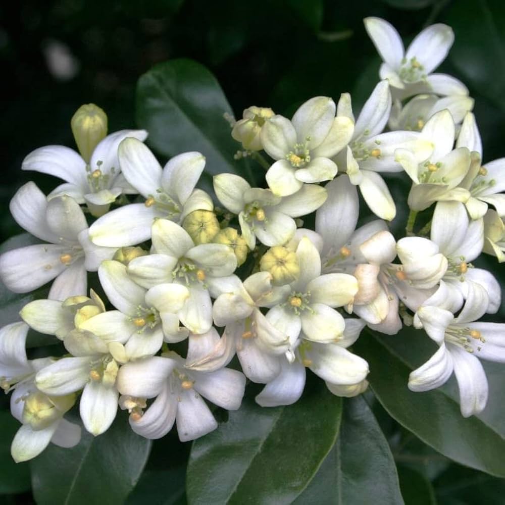 White Murraya Paniculata Flower Seeds for Planting - 100 pcs