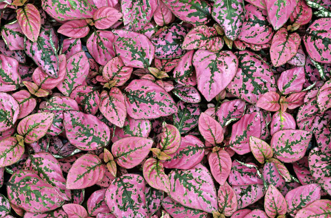 Organic Light Pink Green Hypoestes Plant Seeds for Planting – Heirloom, Non-GMO
