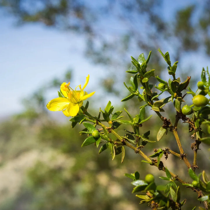 Larrea Tridentata Flower Seeds – Heirloom, Non-GMO, Desert Bloom Seeds for Drought-Tolerant Planting