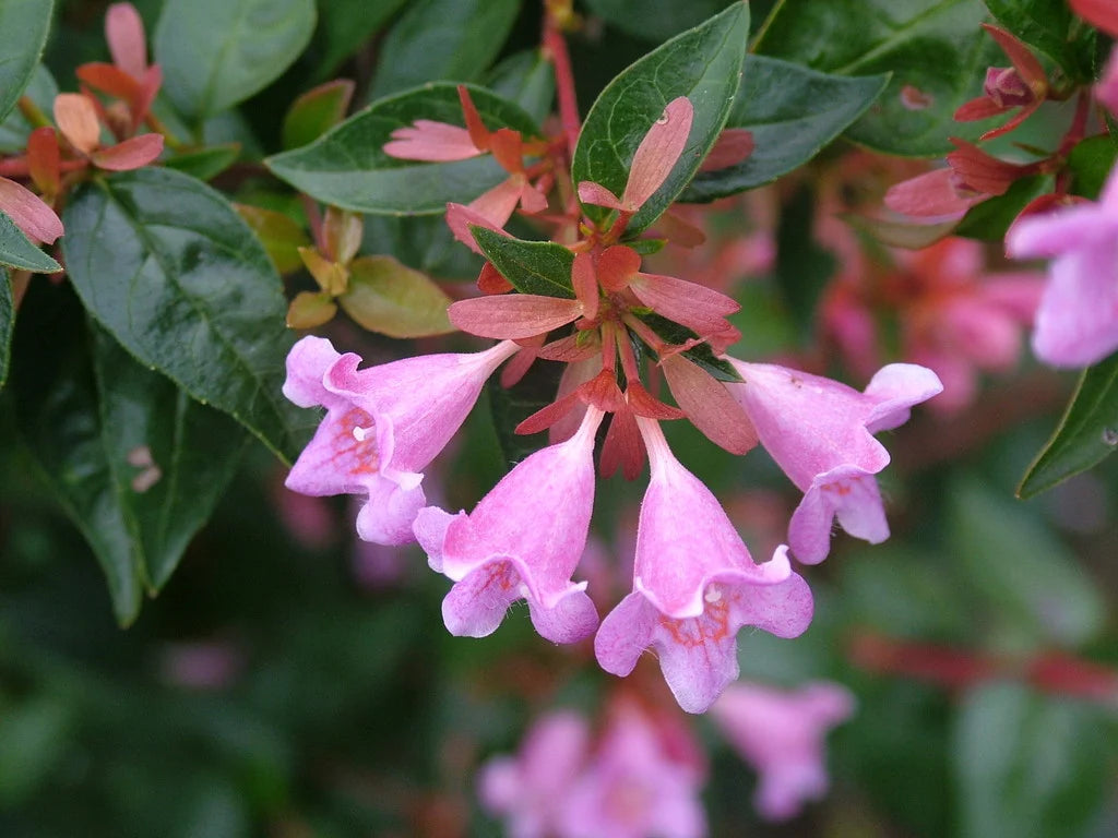 Lavender Abelia Flower Seeds for Planting - 100 pcs