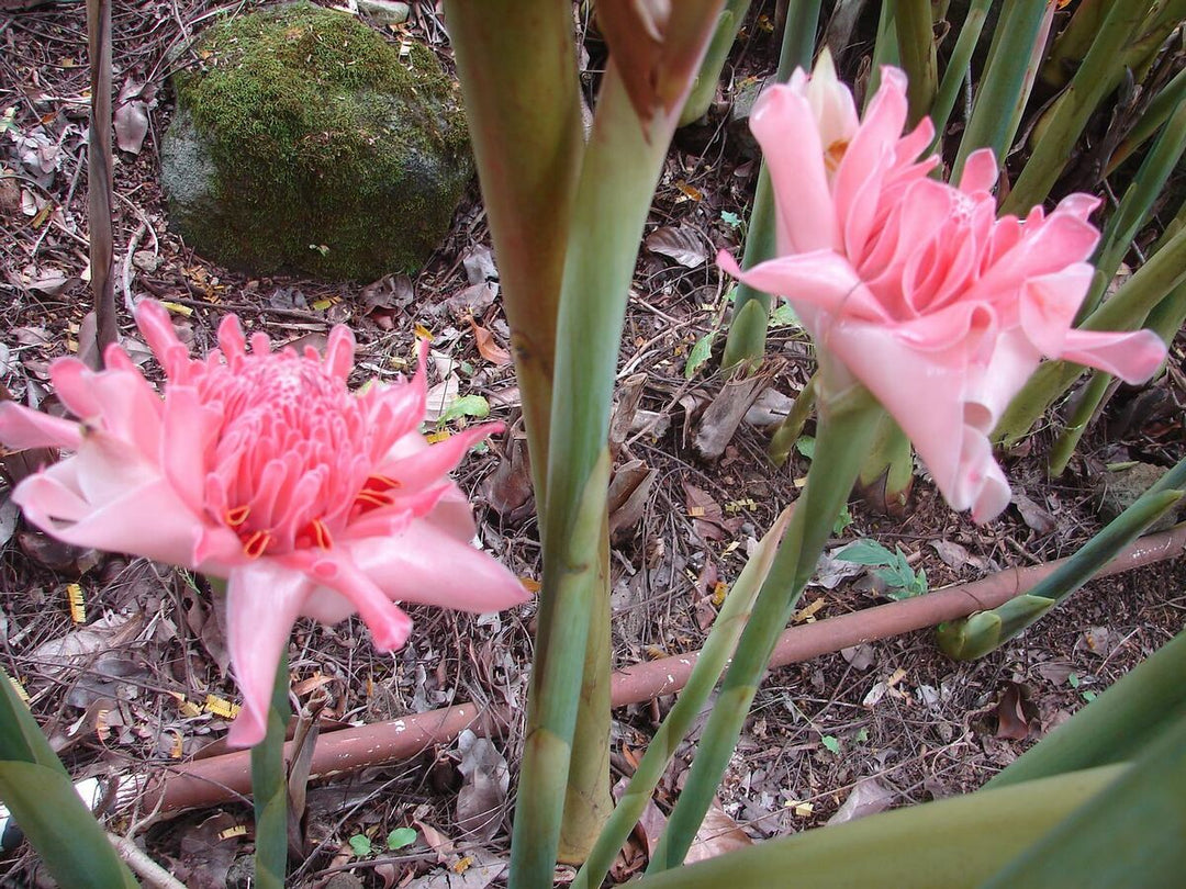 Pink Etlingera blomsterfrø til udplantning - 100 stk