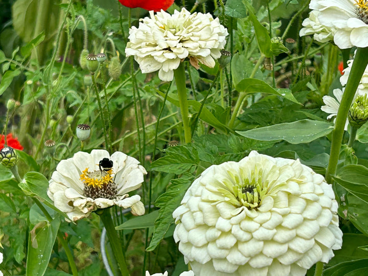 White Zinnia Flower Seeds for Planting 100 pcs