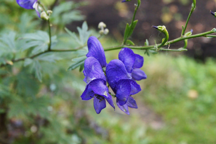 Blå Aconitum Napellus plantefrø til udplantning - 100 stk