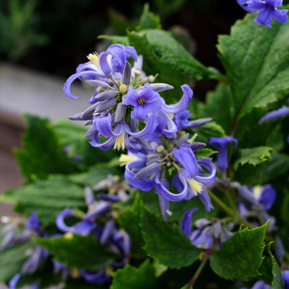 Heirloom Clematis Heracleifolia Flower Seeds, Non-GMO Perennial Blooms for Planting