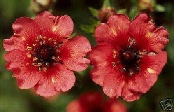 Red Willmott Flower Seeds for Planting, 100 pcs