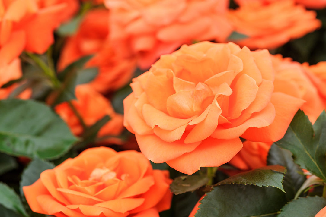 Orange Promise Rose Flower Seeds for Planting - 100 pcs