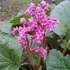 Blandede Bergenia Cordifolia Blomsterfrø til udplantning - 100 stk