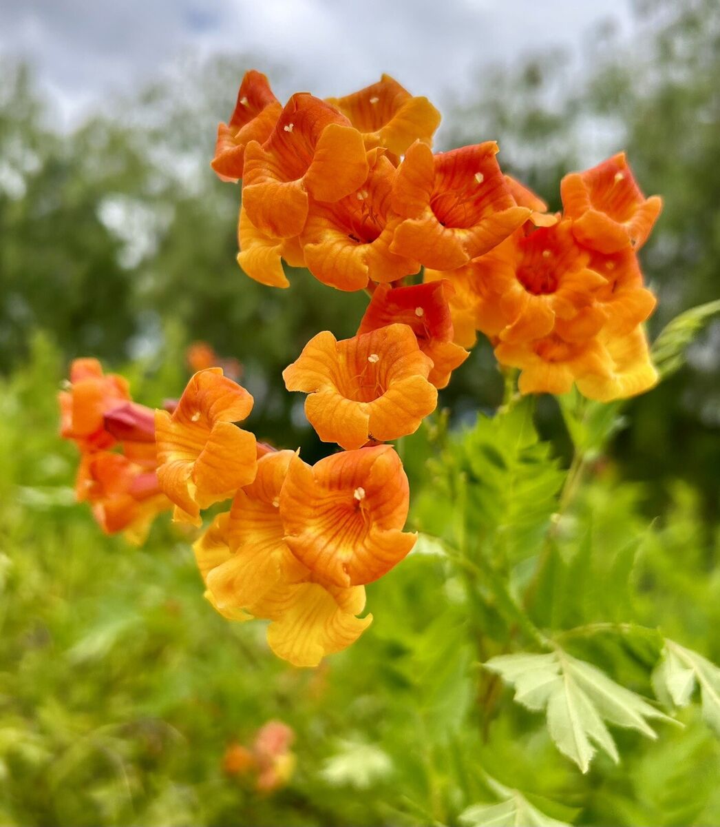 Orange Tecoma Jubilee Flower Seeds – Heirloom Non-GMO seeds for Bright Garden