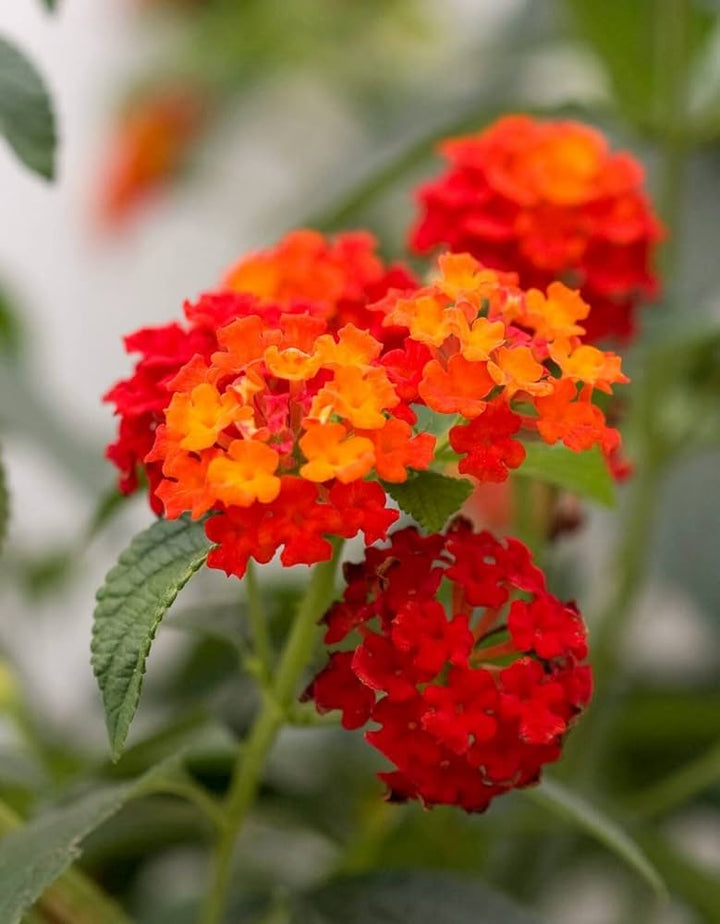 Wandelrose Blomsterfrø til udplantning, 100 stk