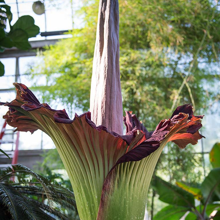 Amorphophallus blomsterfrø til plantning - 100 stk