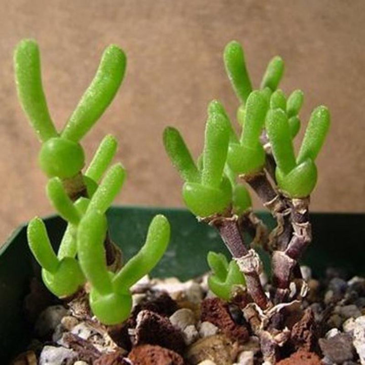 Organic Green Stone Flower Seeds for Planting – Heirloom, Non-GMO