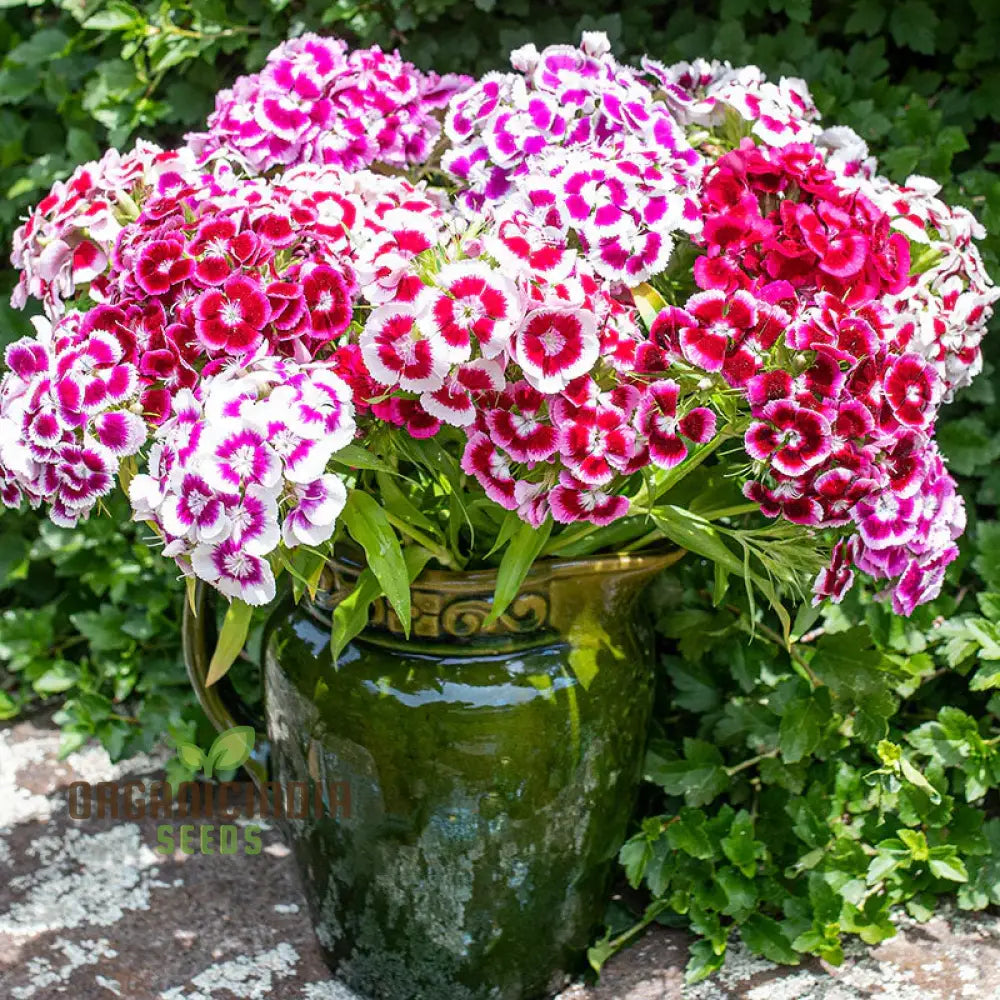 mixed cottage garden seeds Heirloom Non-GMO Mixed William Flower Seeds for Colorful Cottage Garde – Neeraseeds