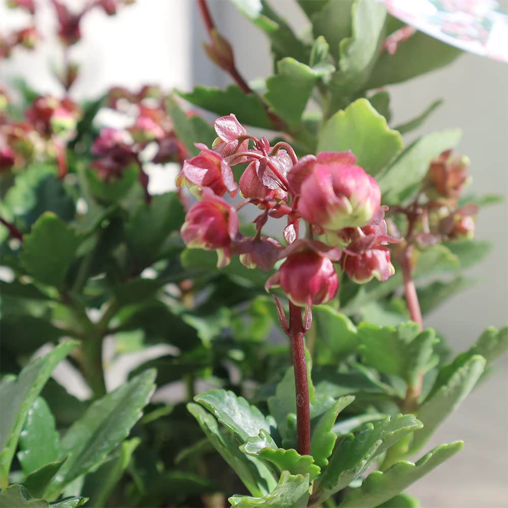 Heirloom Kalanchoe Wendy Flower Seeds, Non-GMO Charming Succulent Blooms for Garden Planting