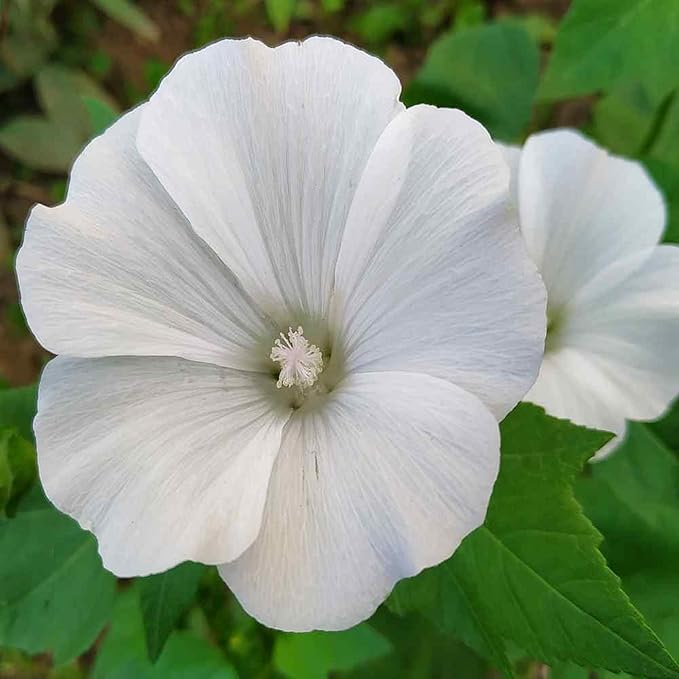 Organic White Lavatera Flower Seeds for Planting – Heirloom, Non-GMO