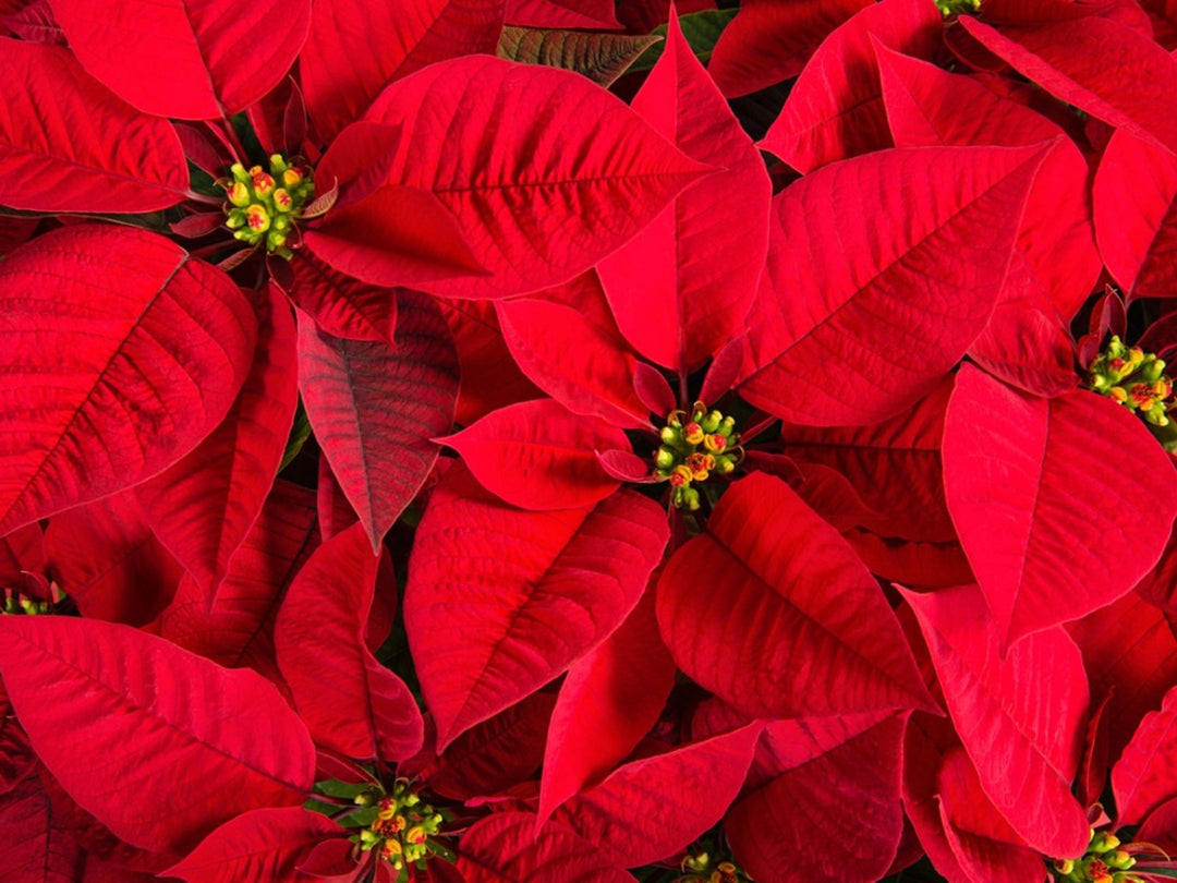 Heirloom Non-GMO Pink Poinsettia Flower Seeds for Planting – Beautiful Holiday Blooming Seeds