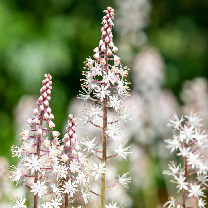 Pink Hvid Tiarella frø til udplantning, 100 stk