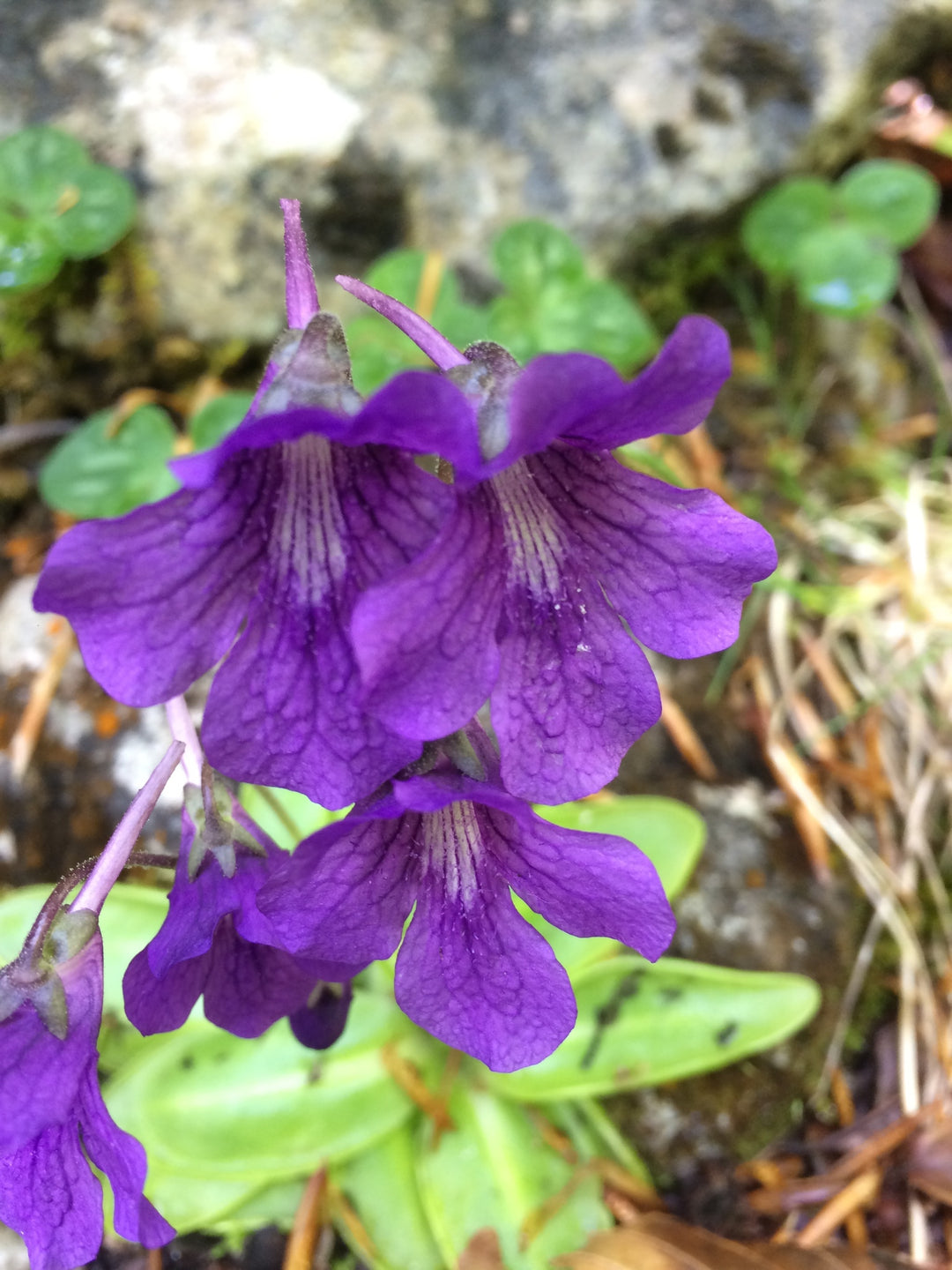 Blå Pinguicula Grandiflora plantefrø til udplantning - 100 stk