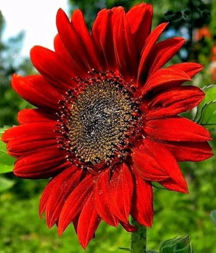 Red Sunflower Seeds for Planting, 100 pcs