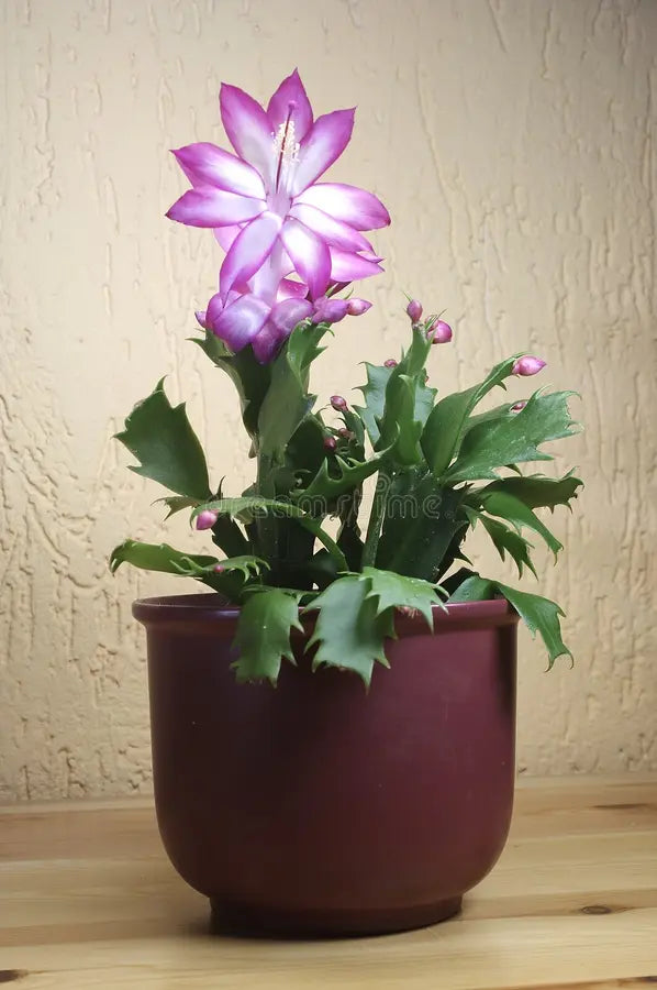 Violet Zygocactus Truncatus blomsterfrø til plantning - 100 stk.