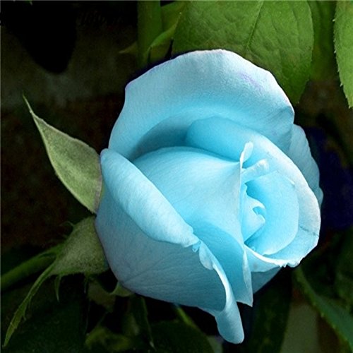 Sky Blue Rose Flower Seeds for Planting – Heirloom, Non-GMO Seeds for Garden Blooms