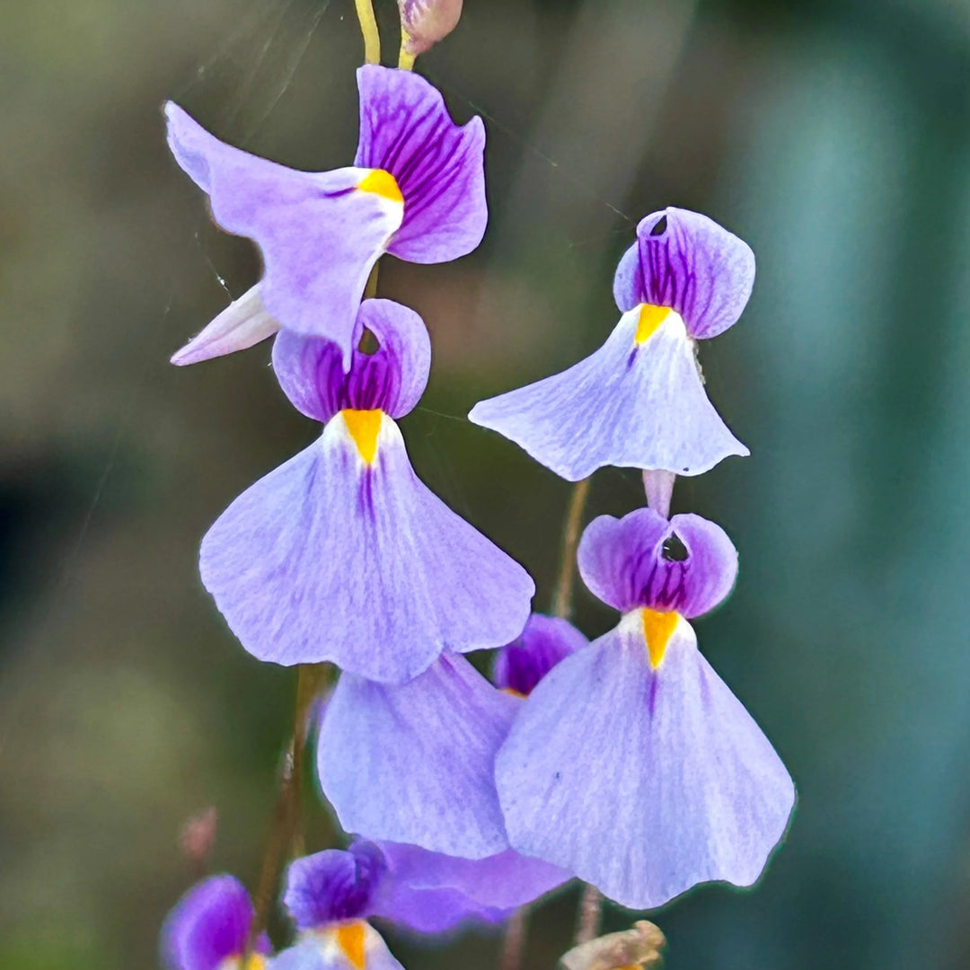 Violet Utricularia frø til plantning - 100 stk