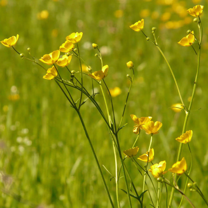 Yellow Buttercup Flower Seeds for Planting, 100 pcs