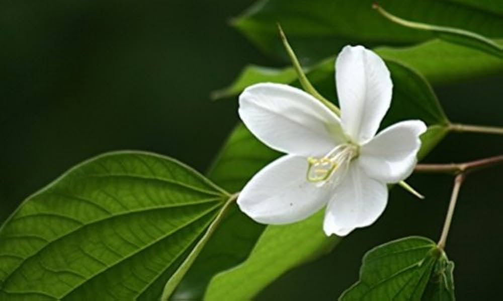 Hvide Racemosa blomsterfrø til udplantning - 100 stk