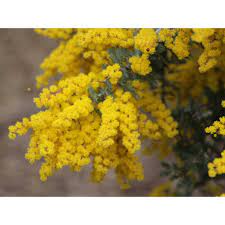 Acacia Baileyana blomsterfrø til plantning - 100 stk