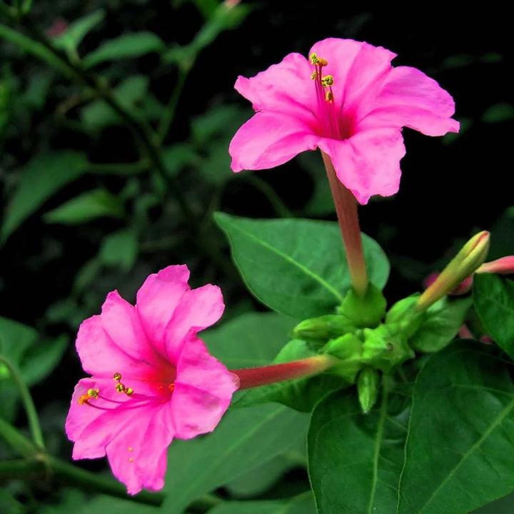Heirloom Non-GMO Pink Mirabilis Jalapa Flower Seeds for Garden Planting – Fragrant Evening Blooms