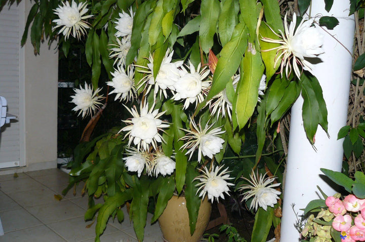 Hvide Epiphyllum Oxypetalum blomsterfrø til udplantning, 100 stk