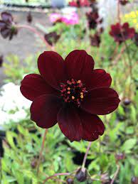 Marron Atrosanguineus Flower Seeds for Planting - 100 pcs