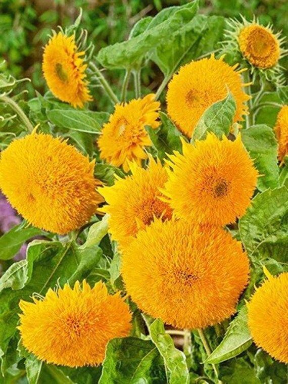 Yellow Perennial Bonsai Seeds for Planting, 100 pcs