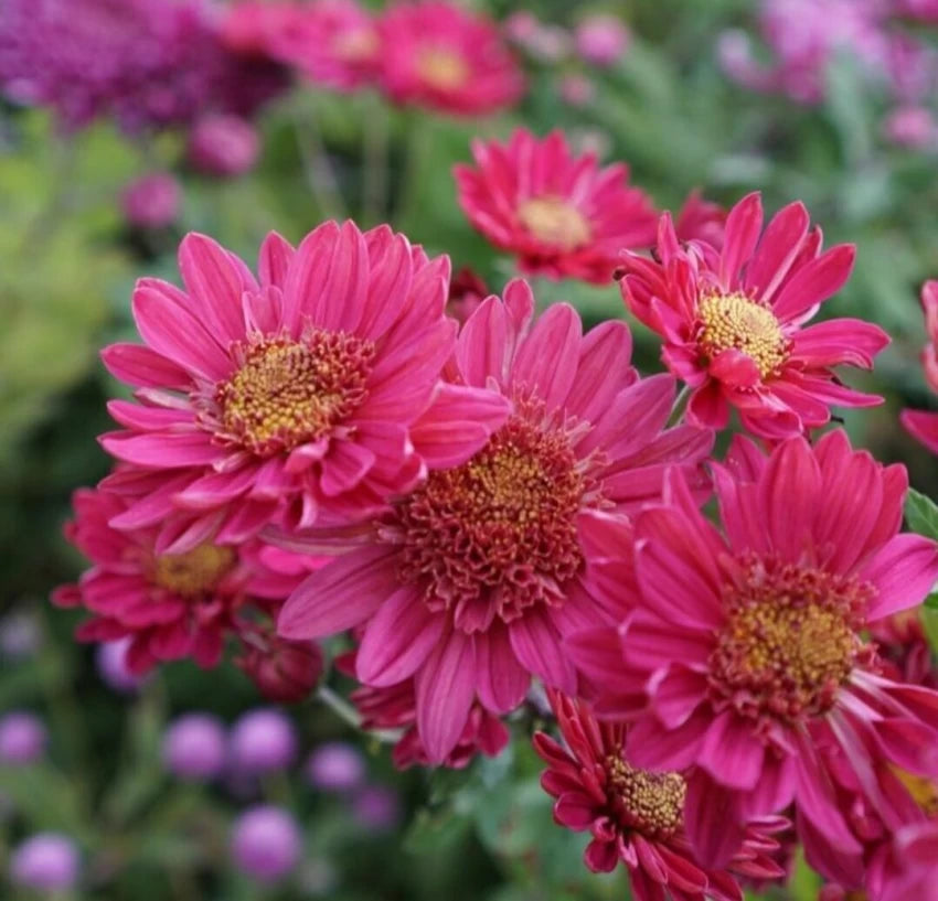 Friske krysantemum blomsterfrø til plantning - 100 stk