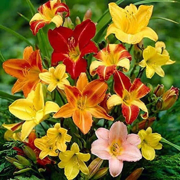 Hemerocallis Mixed Seeds for Planting – Organic, Heirloom, Non-GMO Flower Seeds