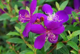 Purple Tibouchina Flower Seeds for Planting - 100 pcs