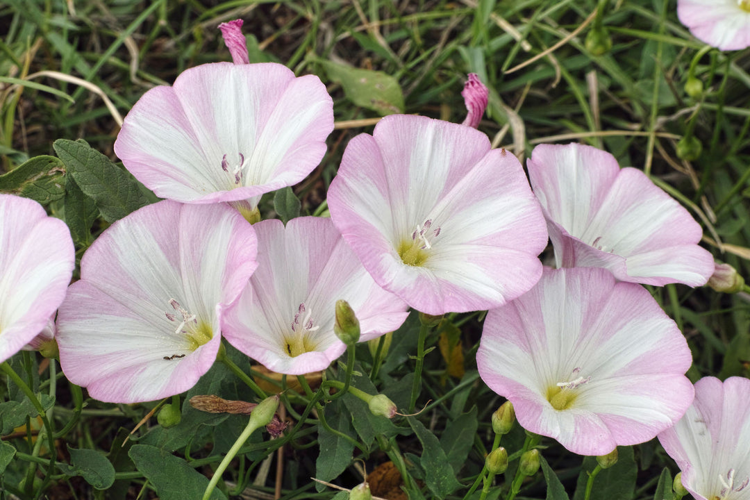 Ackerwinde Blomsterfrø til udplantning - 100 stk