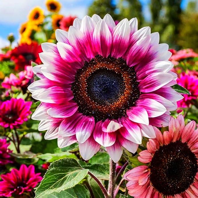 Pink White Sunflower Flower Seeds for Planting - 100 pcs