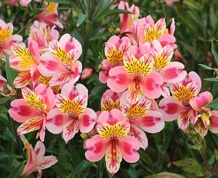 Alstroemeria blomsterfrø til plantning, eksotiske blomster, 100 stk