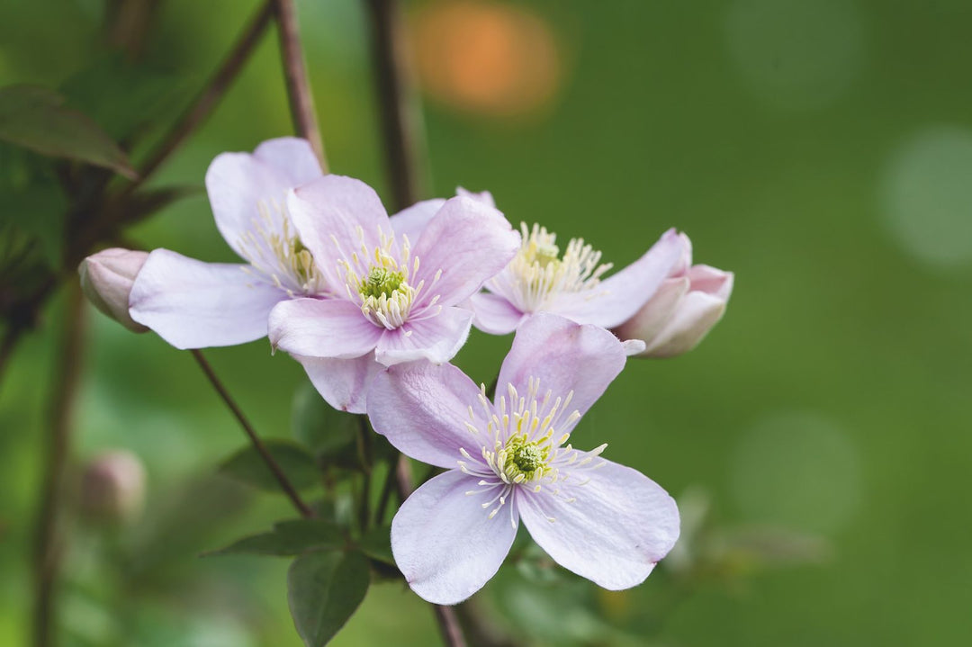 Clematis Montana Blomsterfrø til udplantning, 100 stk