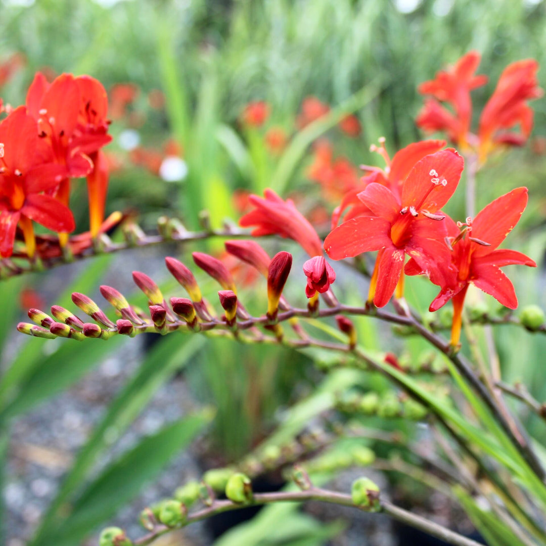 planting crocosmia seeds Crocosmia Montbretia Flower Seeds for Planting – Heirloom, Non-GMO, Hi – Neeraseeds