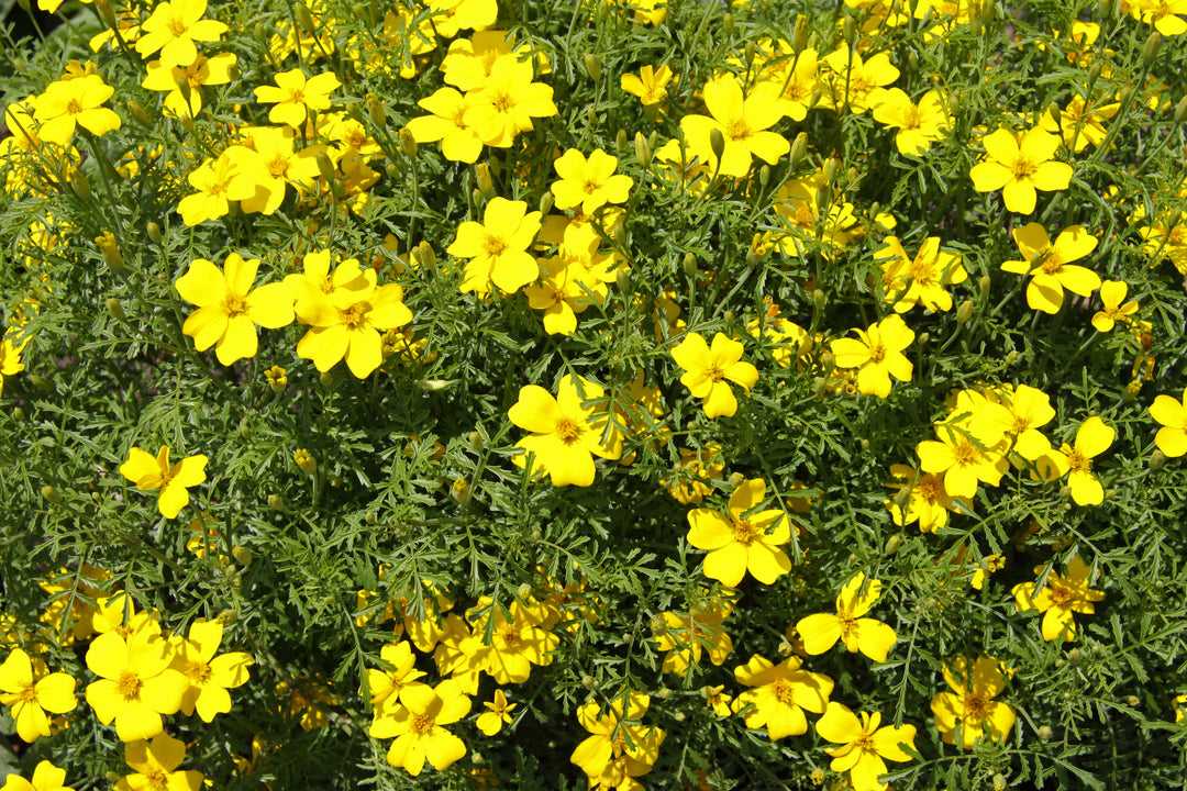 Yellow Lemmon Marigold Seeds for Planting 100 pcs