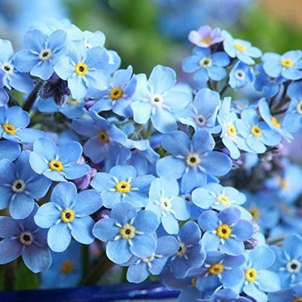 Myosotis Flower Seeds Fresh for Planting 100 pcs